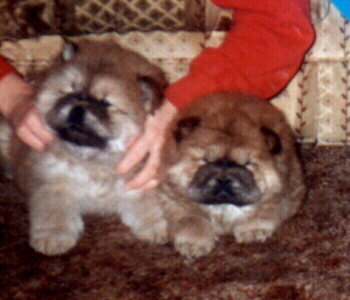 2 cute puppies
