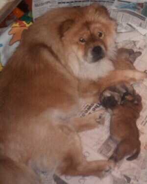 2 cute puppies