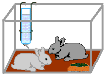 rabbits