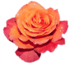 Rose08.gif (6553 bytes)
