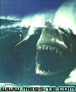 shark bait