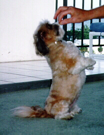 little Pebbles