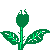white Rose