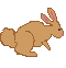 rabbit