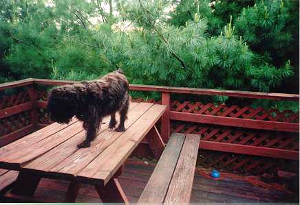 Muffin cannot stay off the picnic table.