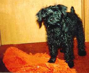 Muffin and his rug at 7 weeks