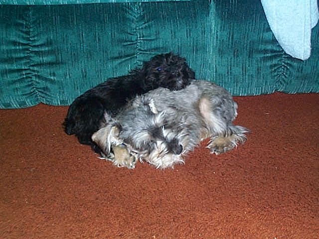 Angel and Midnight sleeping as puppies.