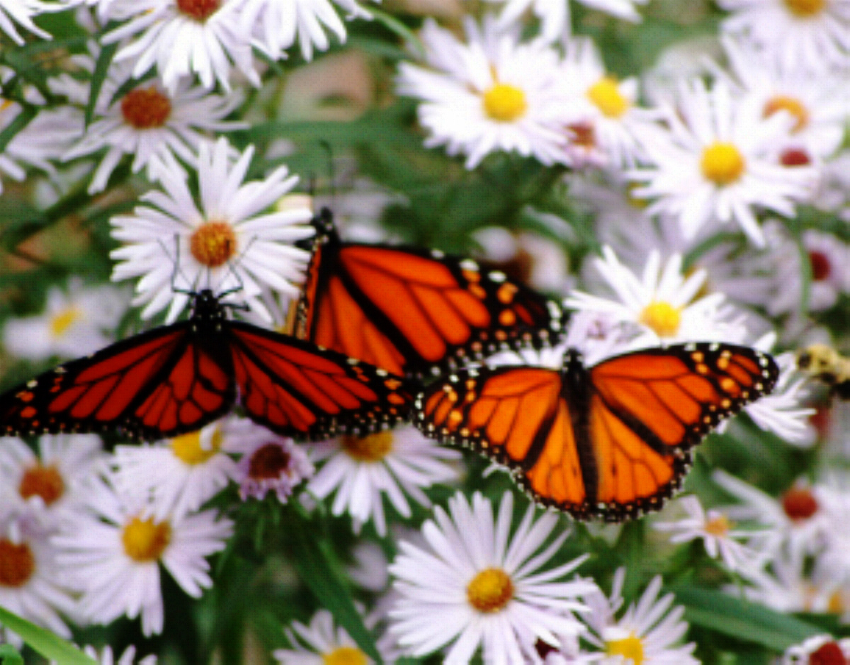 Purchase an orignal ACEO