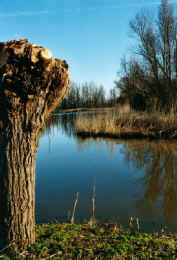 020303 28 noordaa knotwilgwater.jpg (91507 bytes)