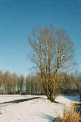2004010201 sneeuw.jpg (384468 bytes)