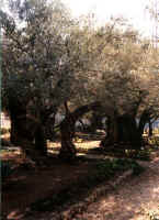 98isgarden_of_olives.jpg (73264 bytes)
