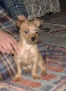 George as a puppy