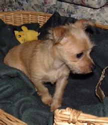 George as a puppy