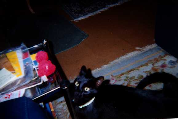 Black cat nine lives, short days long nights, livin' on the edge not afraid to die