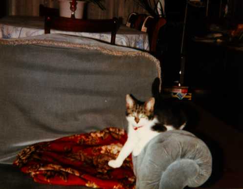 Purr-purr