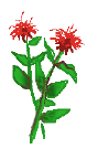 red flower