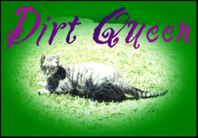 Say Hello to My Cat!