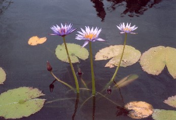 June 2004