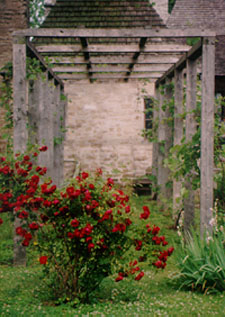 rosebush photo