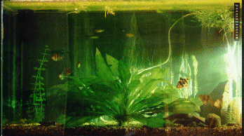 t�ss� purkkini kolmen vuoden vanhana