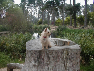 George on a tree trunk