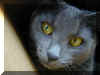 Tabitha.........our cat