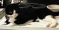pix of popsie
