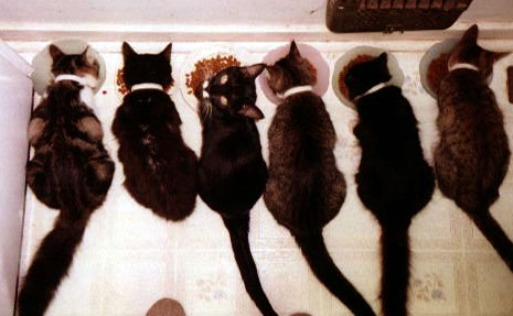 Cinq, Ti, Schach, Nike, Puck and Scamp