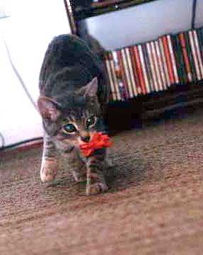 Velcro running around with gift bow