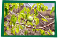 Manchineel Tree