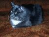 kitty