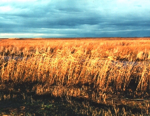 Wheat Field in Autumn