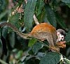 La singe est sur
la branche