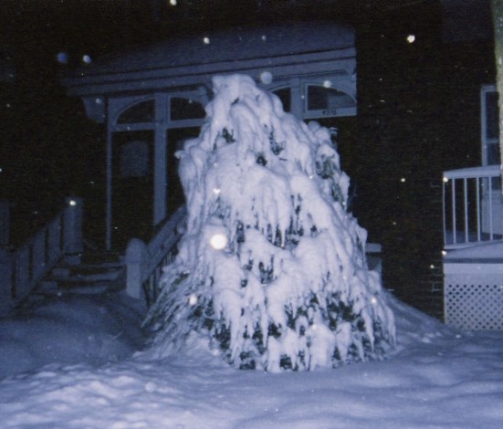 A tree