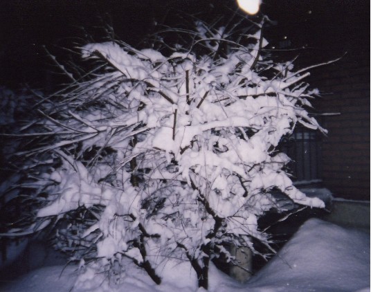 A tree