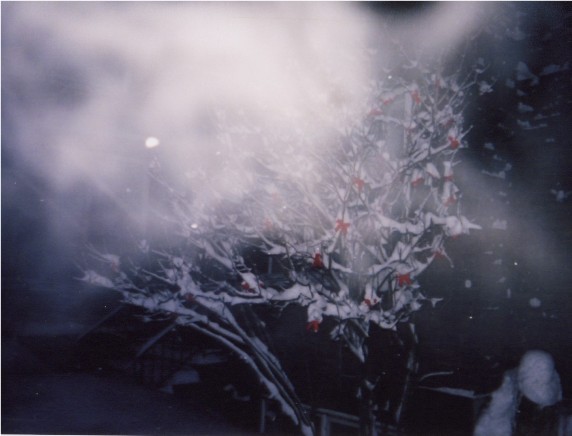 A tree