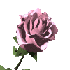 pinkrose_md_clr.gif (12874 bytes)