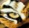 TIGERSEYE
