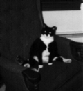 He's not fat, he's fluffy