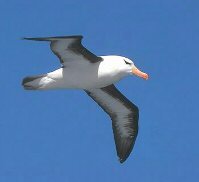 seagul1x1.jpg (6249 bytes)