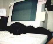 Cyndel napping at the computer