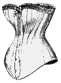 corset