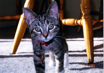 LoulieKitten