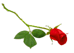 Rose Right