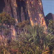 Amazonas