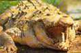 Cocodrilo