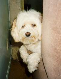 Sadie