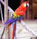 Guacamaya