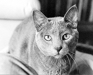 Nermal - foto: Juliana Parollo