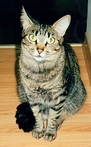 Tigrinha - foto: Sixto Parollo Jr.